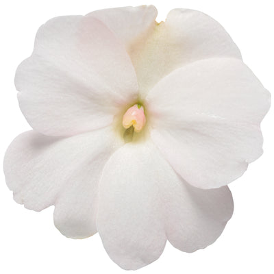 Proven Selections® SunPatiens® Compact Classic White Impatiens (Impatiens x hybrida)