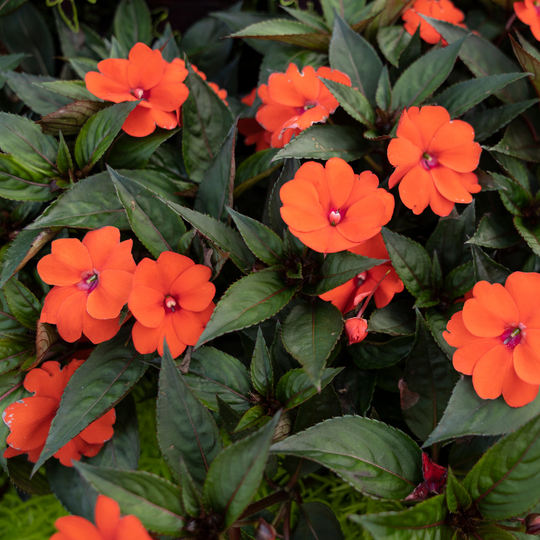 Proven Selections® SunPatiens® Compact Orange Impatiens (Impatiens)