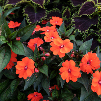 Proven Selections SunPatiens Compact Orange Impatiens up close.