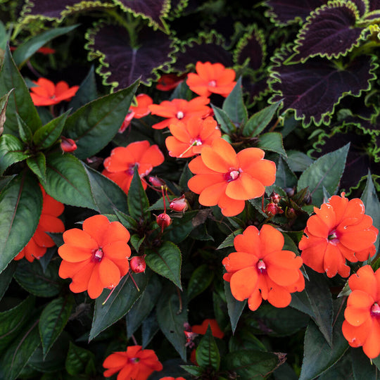 Proven Selections® SunPatiens® Compact Orange Impatiens (x hybrida)