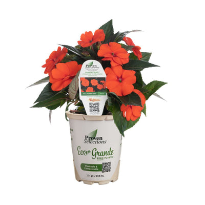 Proven Selections® SunPatiens® Compact Orange Impatiens (x hybrida)