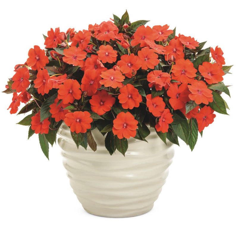 Proven Selections® SunPatiens® Compact Orange Impatiens (Impatiens x hybrida)