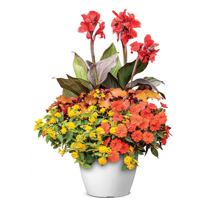 Proven Selections® SunPatiens® Compact Orange Impatiens (Impatiens)