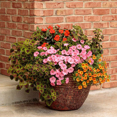 Proven Selections SunPatiens Compact Orange Impatiens in use.