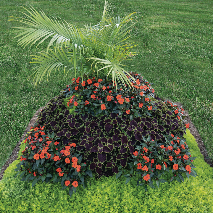 Proven Selections® SunPatiens® Compact Orange Impatiens (Impatiens)