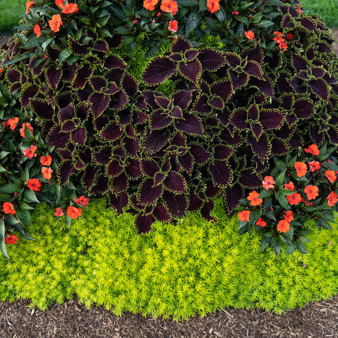 Proven Selections SunPatiens Compact Orange Impatiens in use.