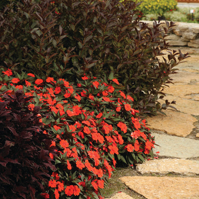 Proven Selections SunPatiens Compact Orange Impatiens in use.