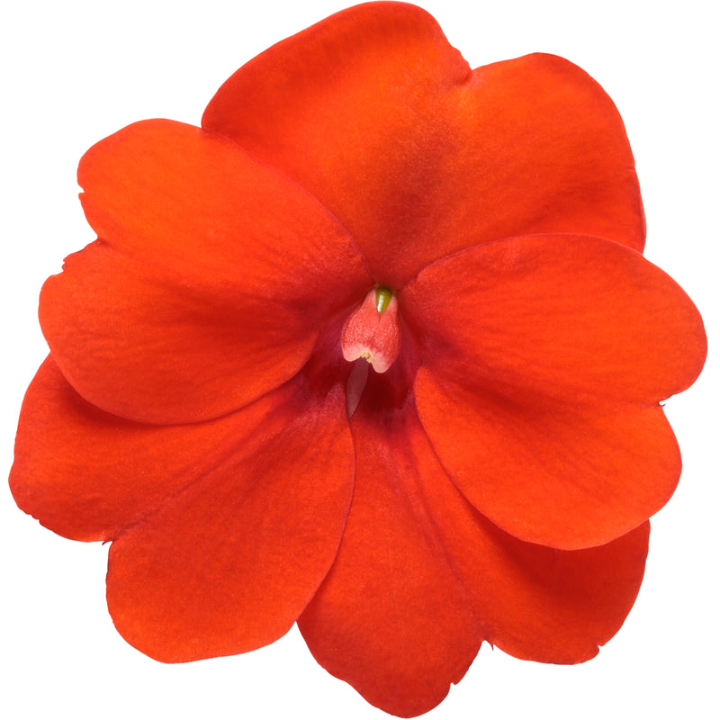 Proven Selections® SunPatiens® Compact Orange Impatiens (Impatiens x hybrida)