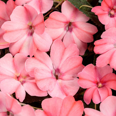 Proven Selections SunPatiens Compact Blush Pink Impatiens up close.