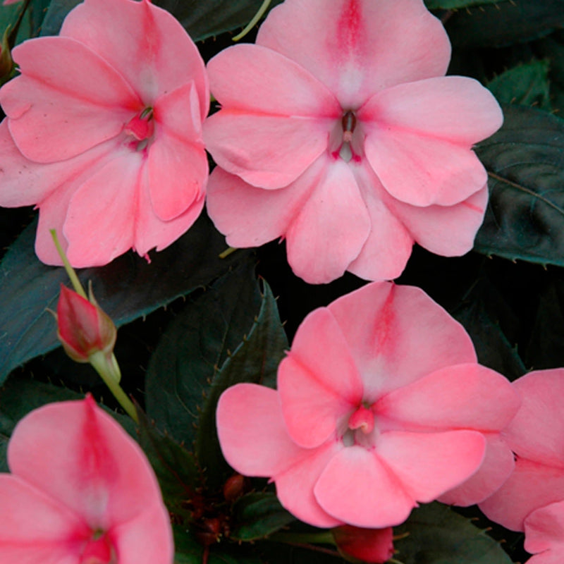 Proven Selections SunPatiens Compact Blush Pink Impatiens up close.