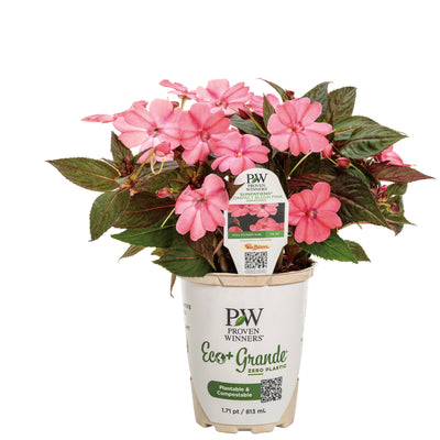 Proven Selections® SunPatiens® Compact Blush Pink Impatiens (Impatiens x hybrida)