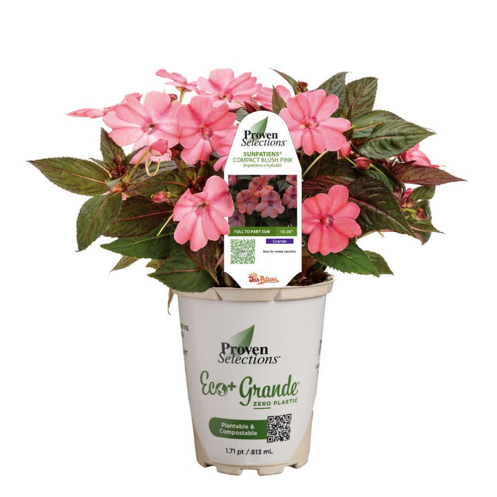 blush pink plant pot Impatiens | Proven Selections SunPatiens Compact Blush Pink