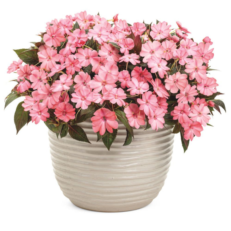 Proven Selections® SunPatiens® Compact Blush Pink Impatiens (Impatiens x hybrida)