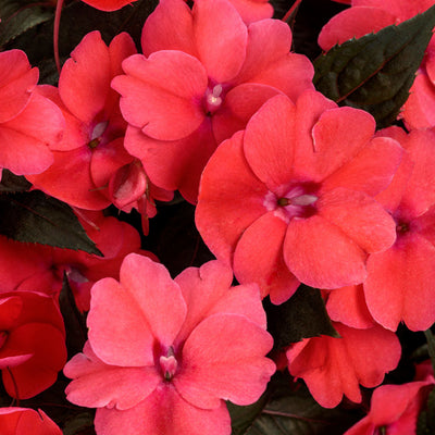 Proven Selections SunPatiens Compact Deep Rose Impatiens up close.