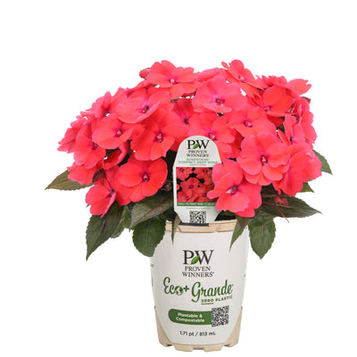 Proven Selections® SunPatiens® Compact Deep Rose Impatiens (Impatiens x hybrida)