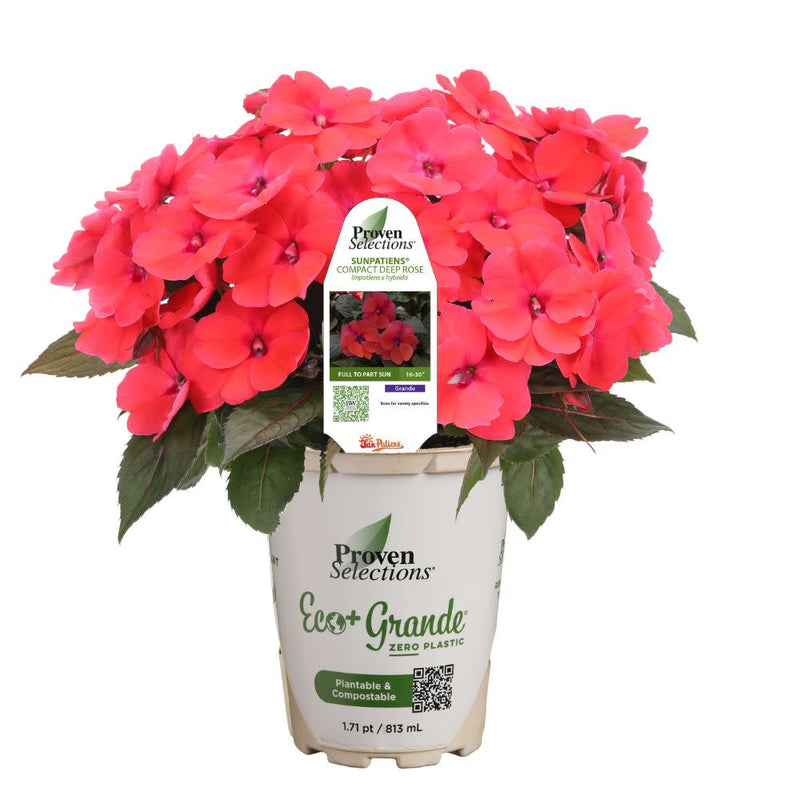 Proven Selections® SunPatiens® Compact Deep Rose Impatiens (Impatiens x hybrida)