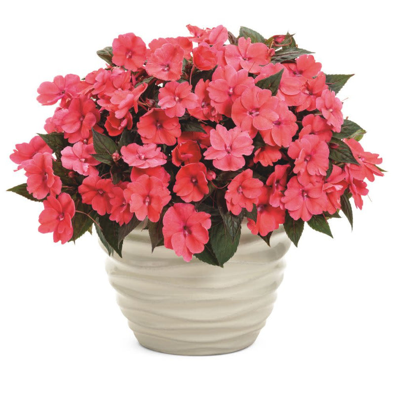 deep rose plant pots Impatiens | Proven Selections SunPatiens Compact Deep Rose