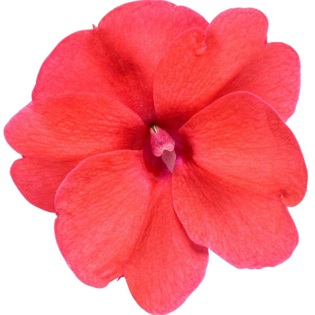 Proven Selections® SunPatiens® Compact Deep Rose Impatiens (Impatiens x hybrida)
