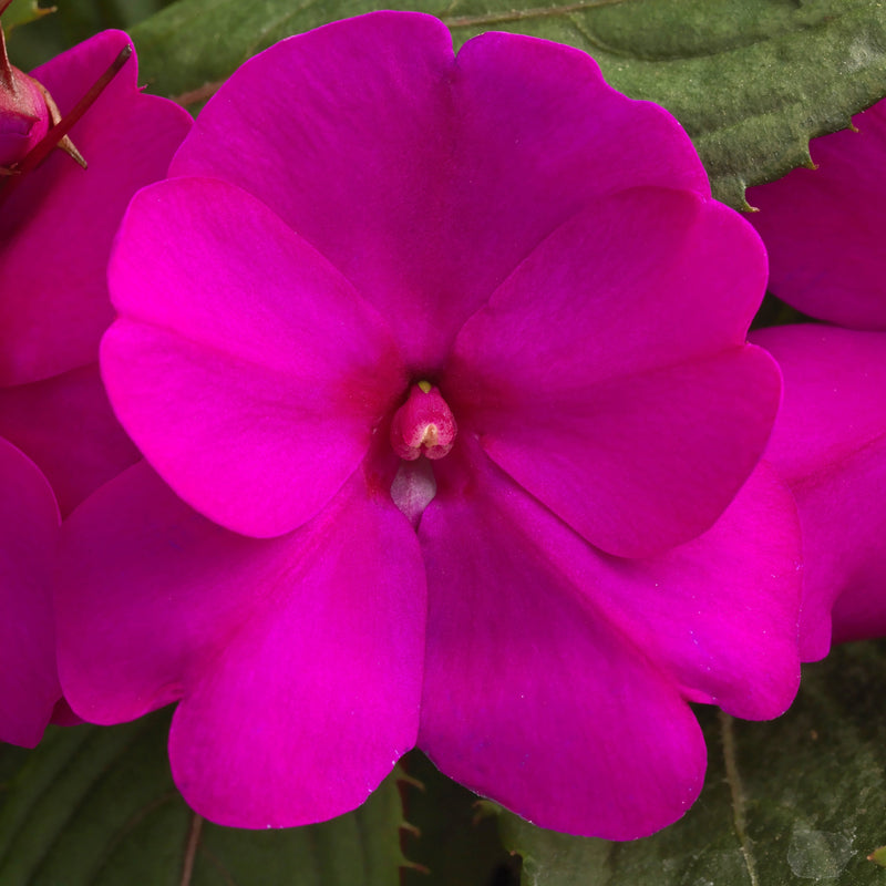 Proven Selections SunPatiens Compact Purple Impatiens up close.