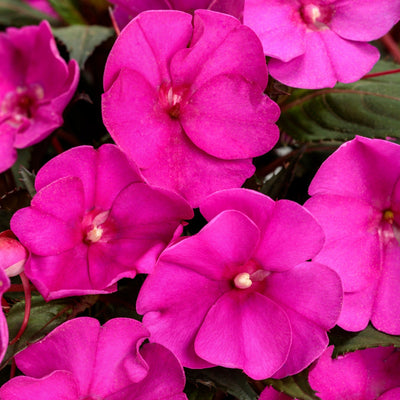 Proven Selections SunPatiens Compact Purple Impatiens up close.