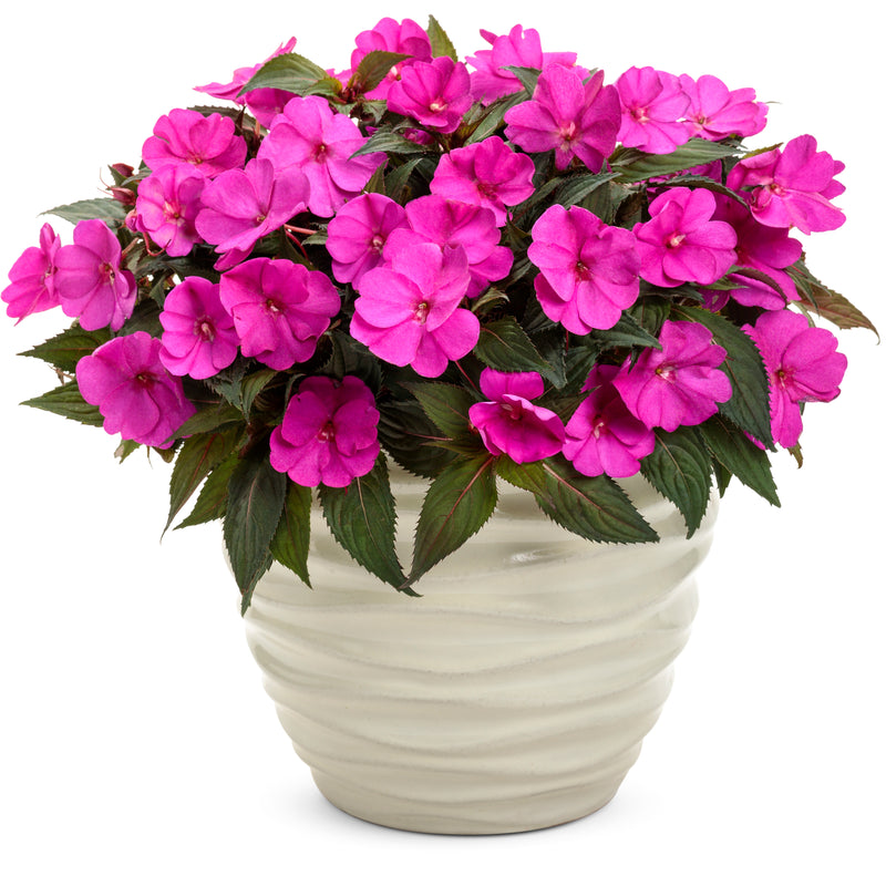 Proven Selections® SunPatiens® Compact Purple Impatiens (Impatiens x hybrida)