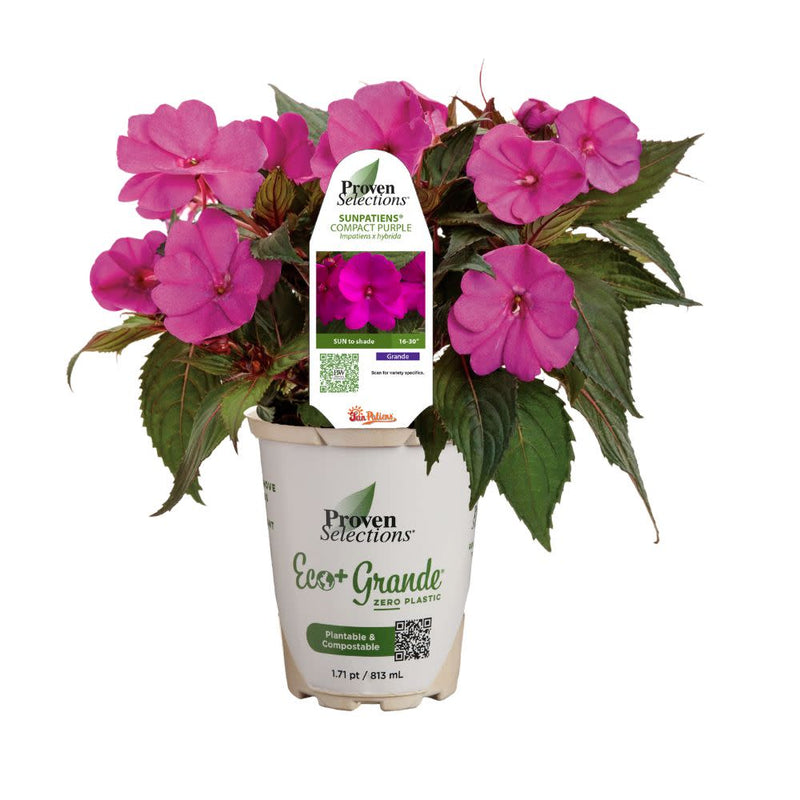 Proven Selections® SunPatiens® Compact Purple Impatiens (Impatiens x hybrida)