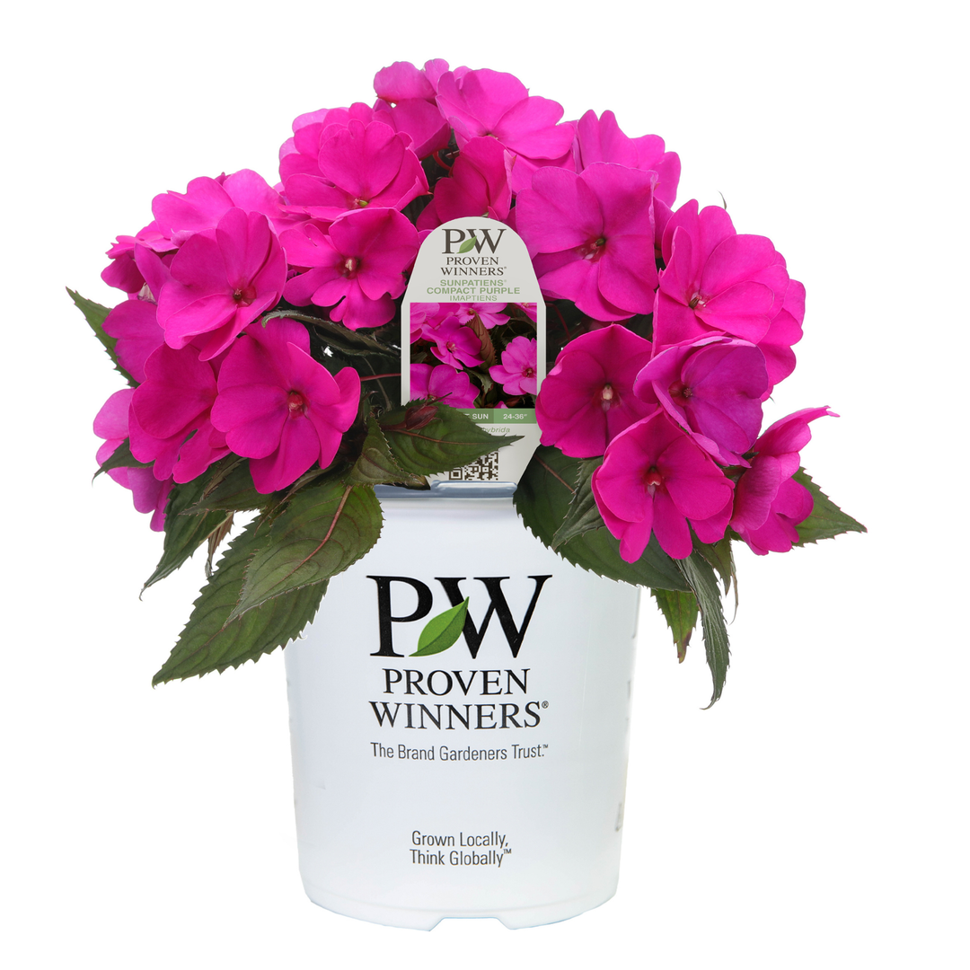 Limited Edition Royale™ | Proven Selections® SunPatiens® Compact Purple Impatiens (x hybrida)