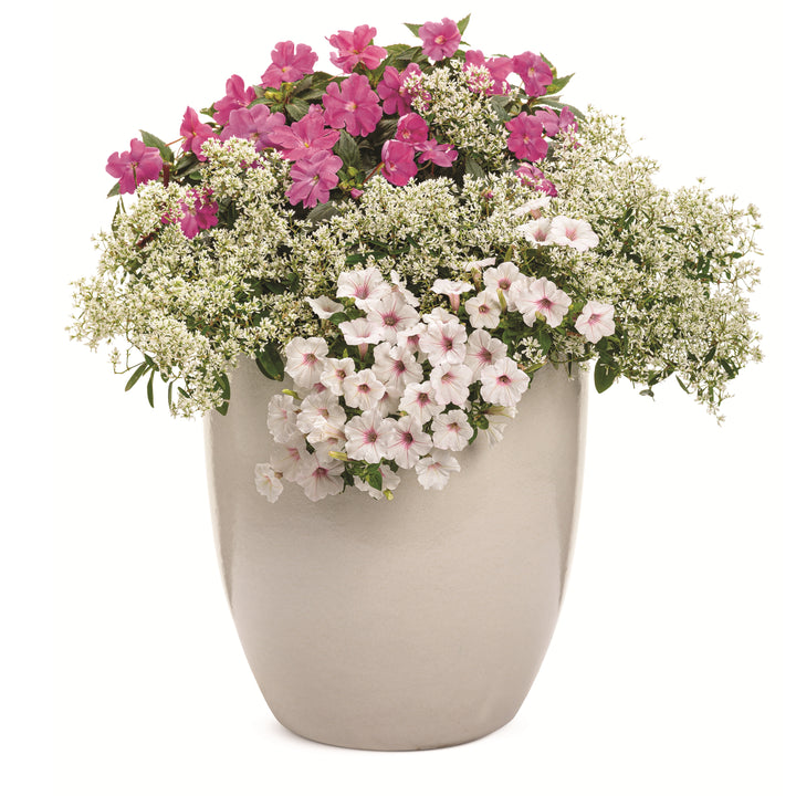 Limited Edition Royale™ | Proven Selections® SunPatiens® Compact Purple Impatiens (x hybrida)