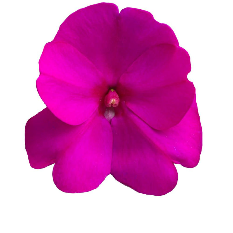 Proven Selections® SunPatiens® Compact Purple Impatiens (Impatiens x hybrida)