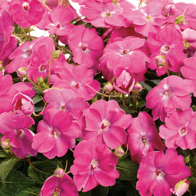 Proven Selections SunPatiens Compact Hot Pink Impatiens up close.