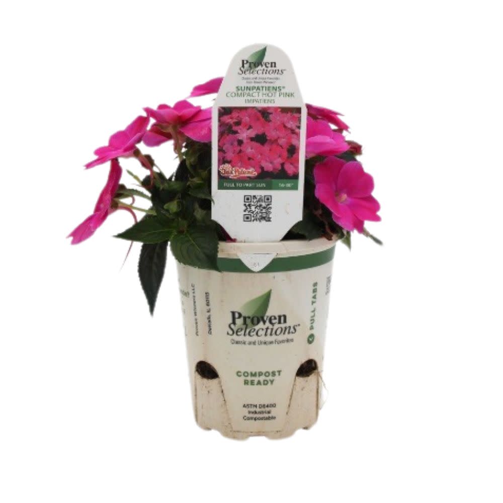 Proven Selections® SunPatiens® Compact Hot Pink Impatiens (x hybrida)