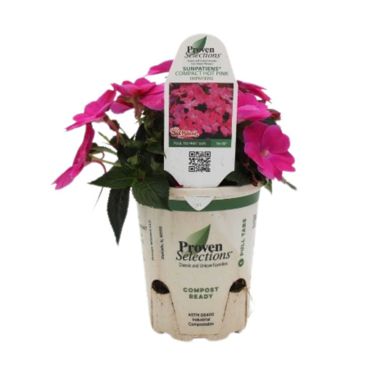 Proven Selections® SunPatiens® Compact Hot Pink Impatiens (Impatiens x hybrida)