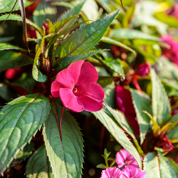 Limited Edition Royale™ | Proven Selections® SunPatiens® Compact Hot Pink Impatiens (x hybrida)