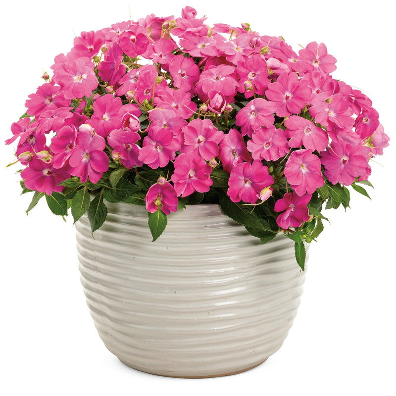 Proven Selections SunPatiens Compact Hot Pink Impatiens in use.