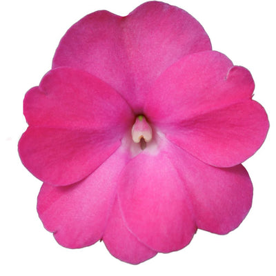 Proven Selections® SunPatiens® Compact Hot Pink Impatiens (Impatiens x hybrida)