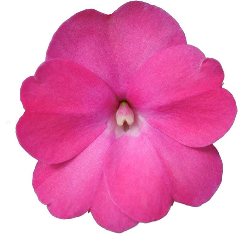 Proven Selections® SunPatiens® Compact Hot Pink Impatiens (Impatiens x hybrida)