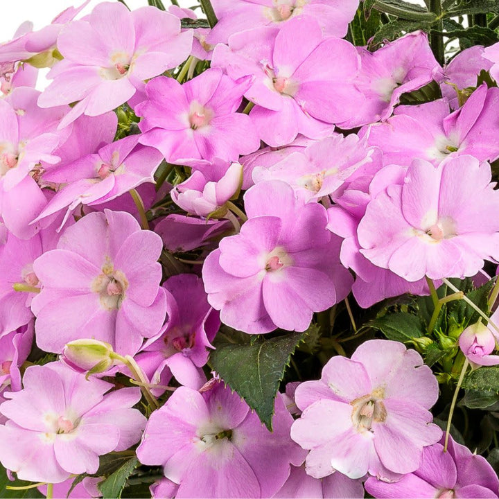 Proven Winners® SunPatiens – Proven Winners Direct™