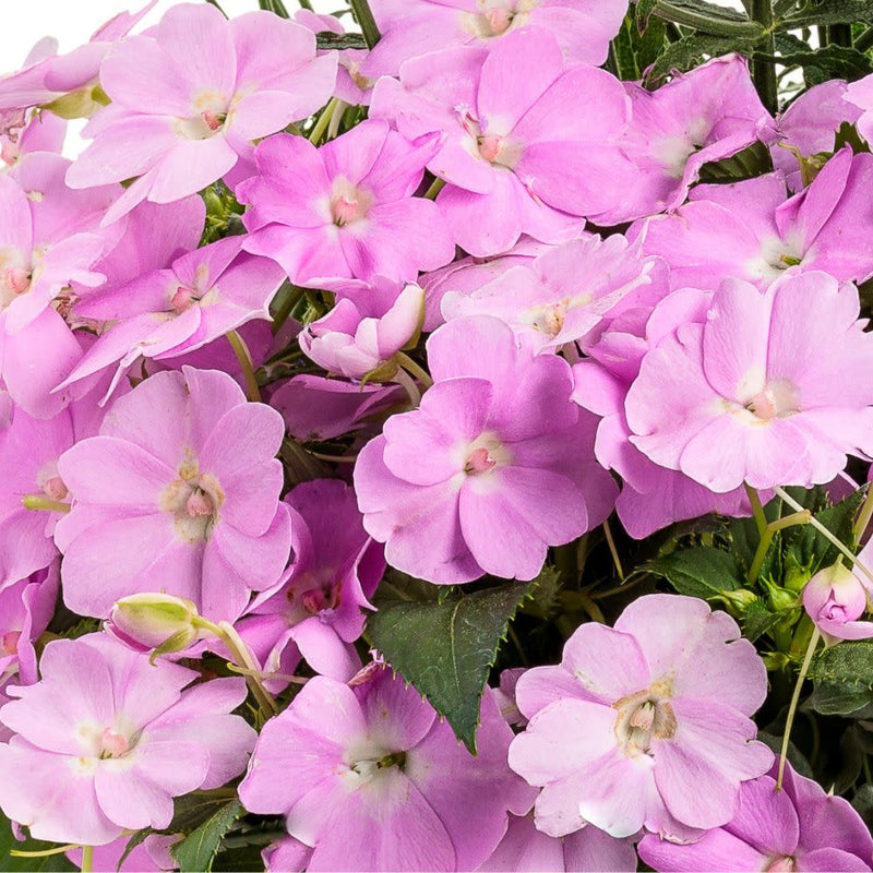 Proven Selections® SunPatiens® Compact Orchid Blush Impatiens (Impatiens x hybrida)