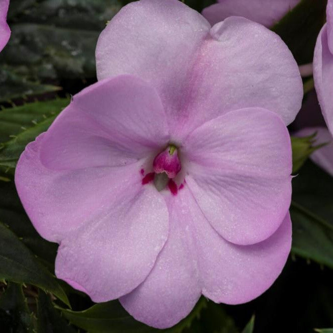 Proven Selections SunPatiens Compact Orchid Blush Impatiens up close.