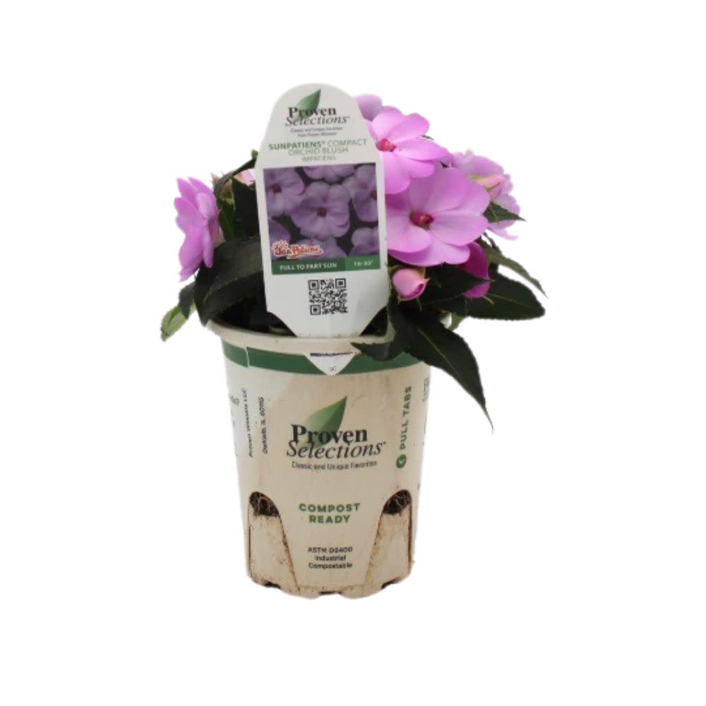 Proven Winners® SunPatiens – Proven Winners Direct™