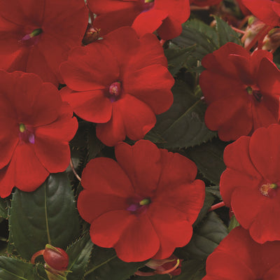 Proven Selections® SunPatiens® Compact Deep Red Impatiens (Impatiens x hybrida)