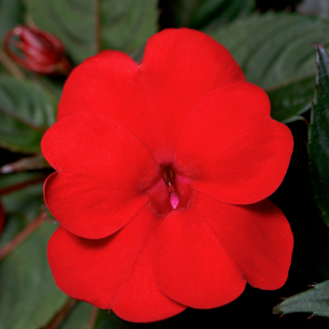 Proven Selections SunPatiens Compact Deep Red Impatiens up close.