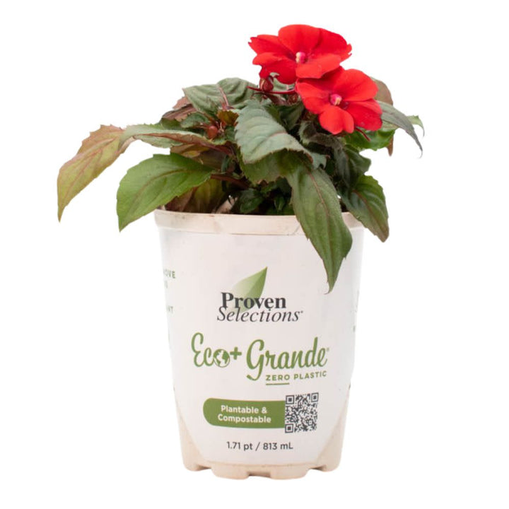 Proven Selections® SunPatiens® Compact Deep Red Impatiens (Impatiens x hybrida)