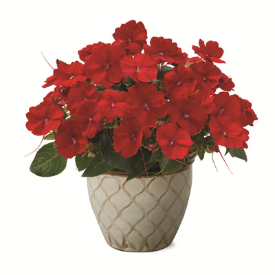 Proven Selections® SunPatiens® Compact Deep Red Impatiens (Impatiens x hybrida)