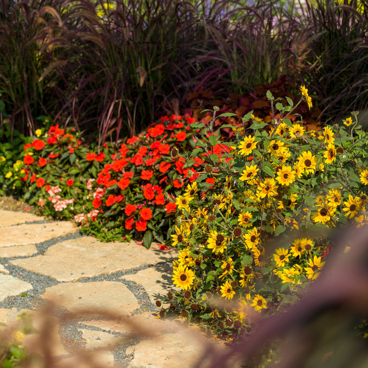 Proven Selections® SunPatiens® Compact Deep Red Impatiens (Impatiens x hybrida)