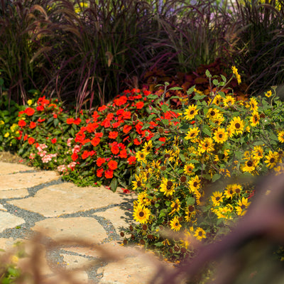 Proven Selections® SunPatiens® Compact Deep Red Impatiens (Impatiens x hybrida)