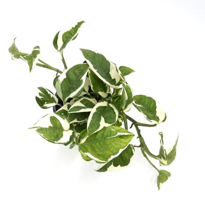 leafjoy littles™ Beautifall® N'Joy Pothos (Epipremnum aureum) - New Proven Winners® Product 2024