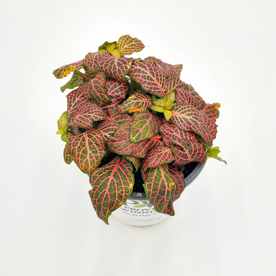 leafjoy littles™ Network News™ Daytime™ Nerve Plant (Fittonia albivenis) - New Proven Winners® Product 2024