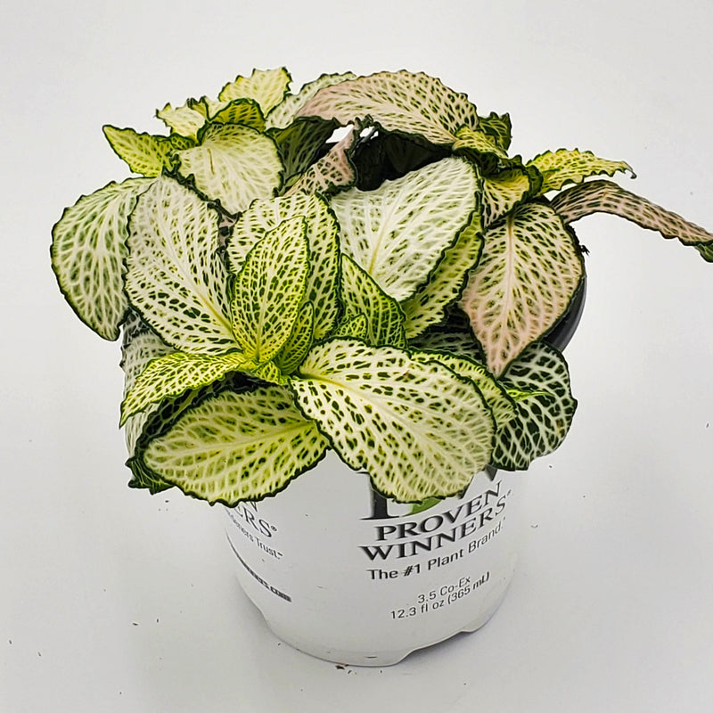 leafjoy littles™ Network News™ Broadcast™ Nerve Plant (Fittonia albivenis) - New Proven Winners® Product 2024