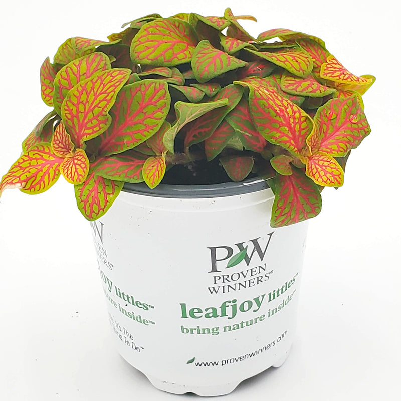 leafjoy littles™ Network News™ Primetime™ Nerve Plant (Fittonia albivenis) - New Proven Winners® Product 2024